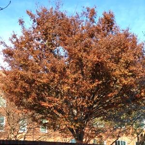 Meet your Posher, Allie